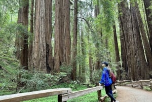 Vanuit San Francisco: Muir Woods Redwood Bos Tour