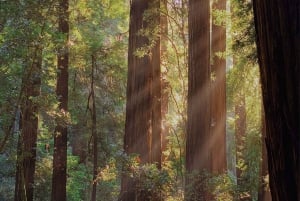 Von San Francisco aus: Muir Woods Wine Tour mit Napa & Sonoma