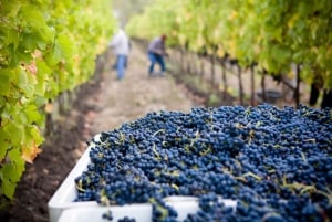 Van San Francisco: Muir Woods Wine Tour met Napa & Sonoma