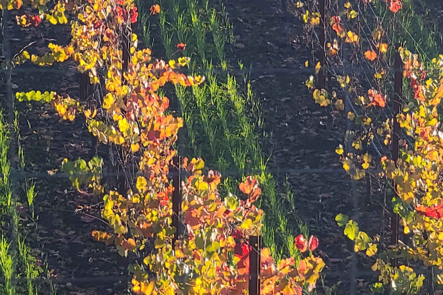 Från San Francisco: Napa och Sonoma privat vinrundtur