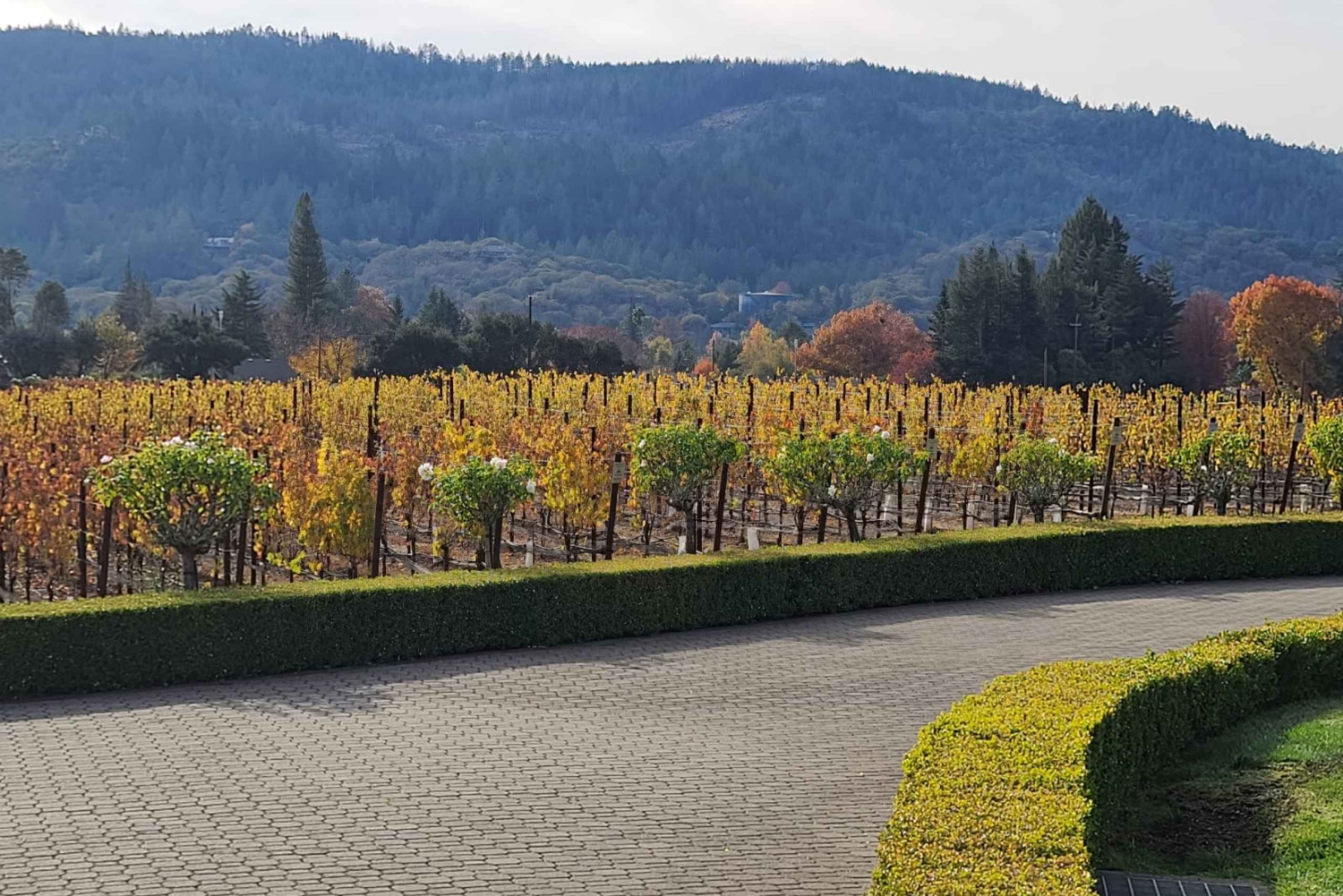 Från San Francisco: Napa och Sonoma privat vinrundtur