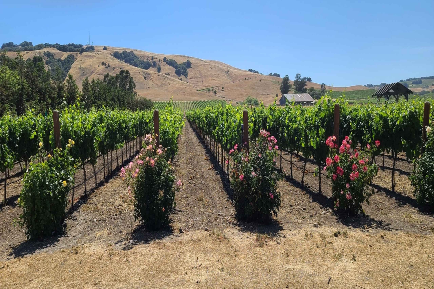 Från San Francisco: Napa och Sonoma privat vinrundtur