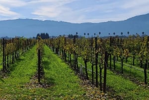 From San Francisco: Napa and Sonoma Private Wine Tour