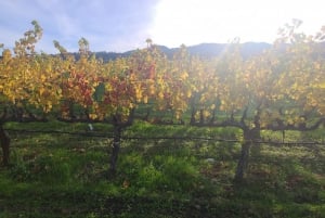 From San Francisco: Napa and Sonoma Private Wine Tour