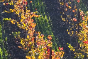 Från San Francisco: Napa och Sonoma privat vinrundtur