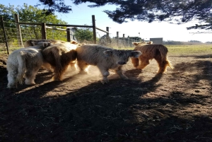 Från San Francisco: Napa och Sonoma privat vinrundtur