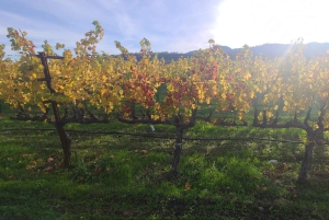 Från San Francisco: Napa och Sonoma privat vinrundtur