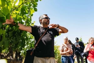 San Franciscosta: Napa & Sonoma Wine Country Private Tour