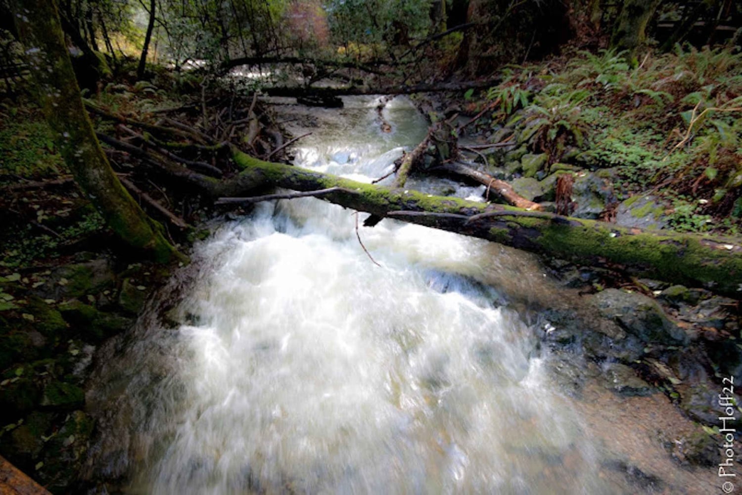 Fra San Francisco: Privat Muir Woods og Napa Wine Tour