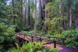 From San Francisco: Private Muir Woods and Napa Wine Tour