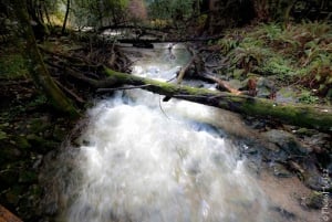 Fra San Francisco: Privat Muir Woods og Napa Wine Tour