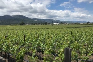 Fra San Francisco: Privat Muir Woods og Napa Wine Tour