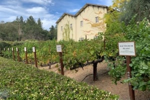 Fra San Francisco: Privat Muir Woods og Napa Wine Tour