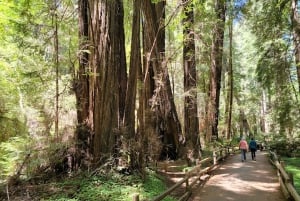 Fra San Francisco: Privat Muir Woods og Napa Wine Tour