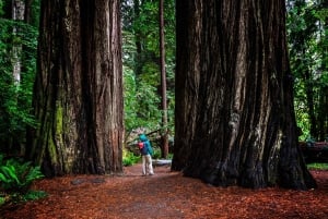 San Franciscosta: Redwoods and Wine Tasting