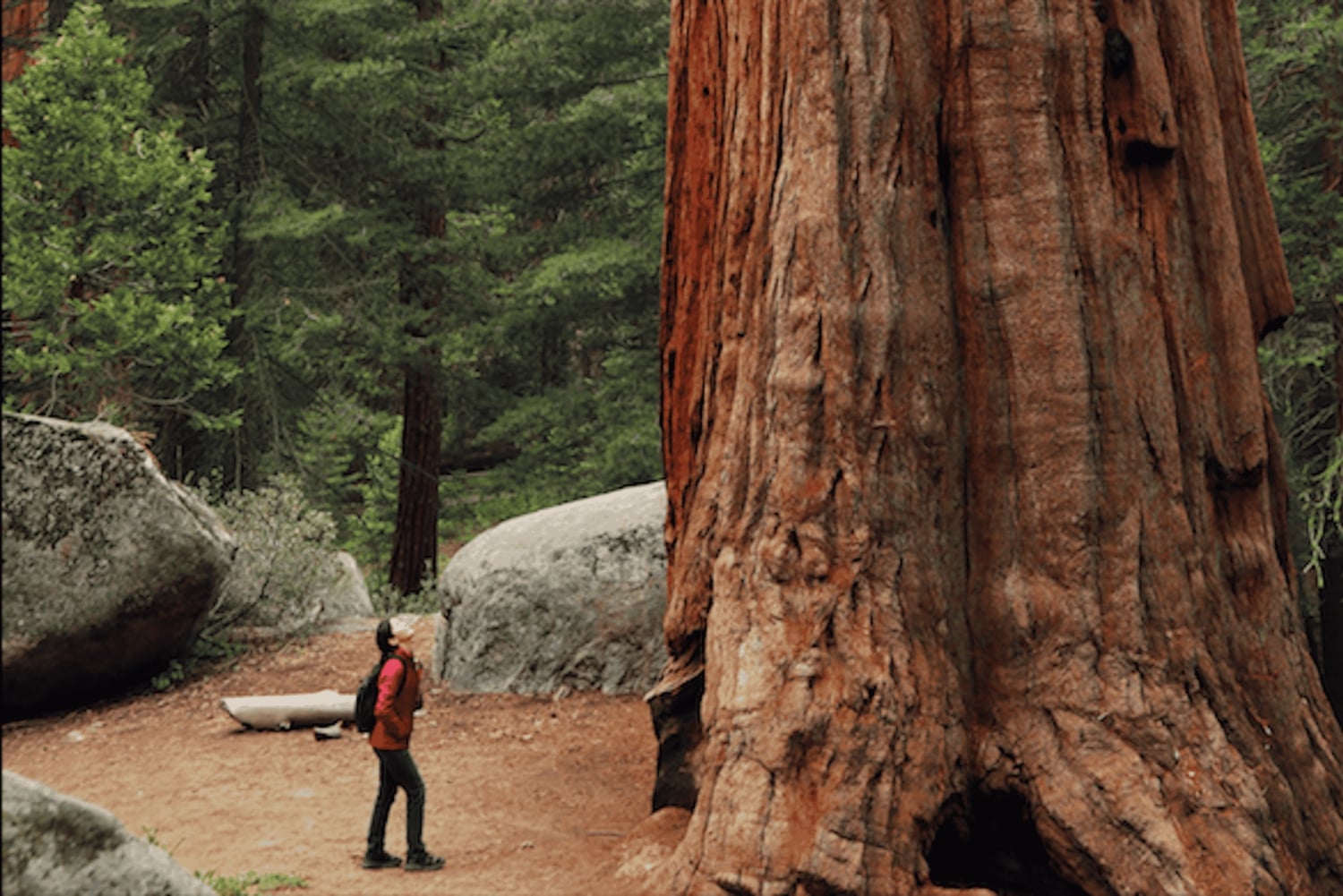 From San Francisco: Redwoods, Coast, and Sausalito Tour
