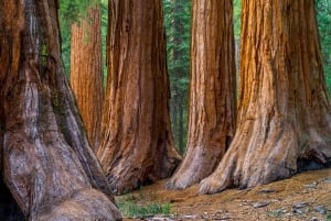 From San Francisco: Redwoods, Coast, and Sausalito Tour