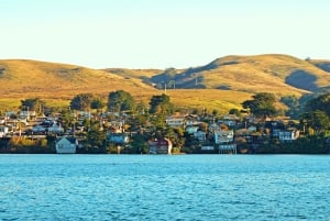 From San Francisco: Redwoods, Coast, and Sausalito Tour