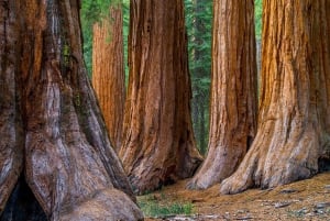 From San Francisco: Redwoods Tour and Gourmet Lunch and Wine