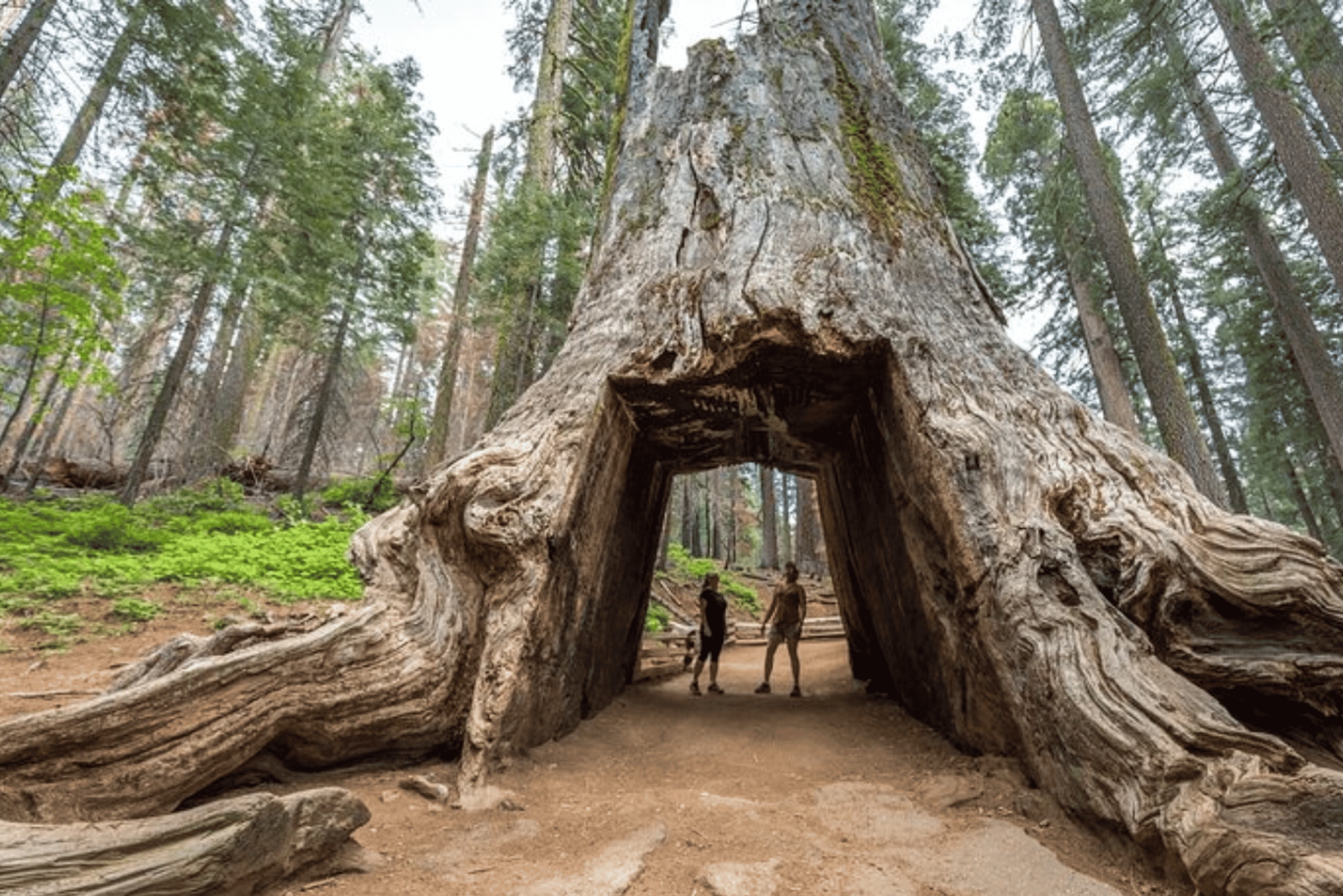 Au départ de San Jose : visite d'une journée jounée du parc national de Yosemite