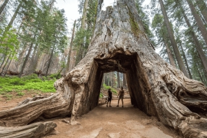 Au départ de San Jose : visite d'une journée jounée du parc national de Yosemite
