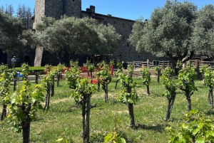 Fra San Francisco: - 8-timers privat vintur til Napa og Sonoma - XL SUV.