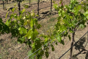 Fra San Francisco: - 8-timers privat vintur til Napa og Sonoma - XL SUV.