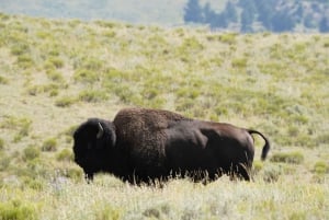 Au départ de Vegas : Circuit de 11 jours à Yellowstone, Yosemite et dans les Rocheuses