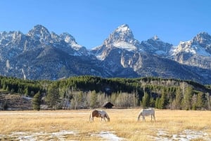 Au départ de Vegas : Circuit de 11 jours à Yellowstone, Yosemite et dans les Rocheuses