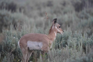 De Las Vegas: Excursão de 11 dias a Yellowstone, Yosemite e Montanhas Rochosas