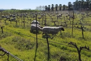 Full-Day Wine Tour to Napa & Sonoma 3 Tastings Included