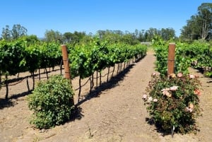 Full-Day Wine Tour to Napa & Sonoma 3 Tastings Included