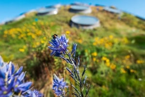 California Academy of Sciences met Golden Gate Park Tour