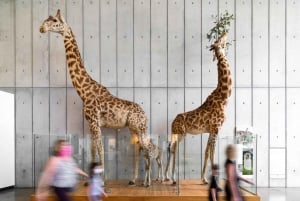 Academia de Ciências da Califórnia com passeio pelo Golden Gate Park