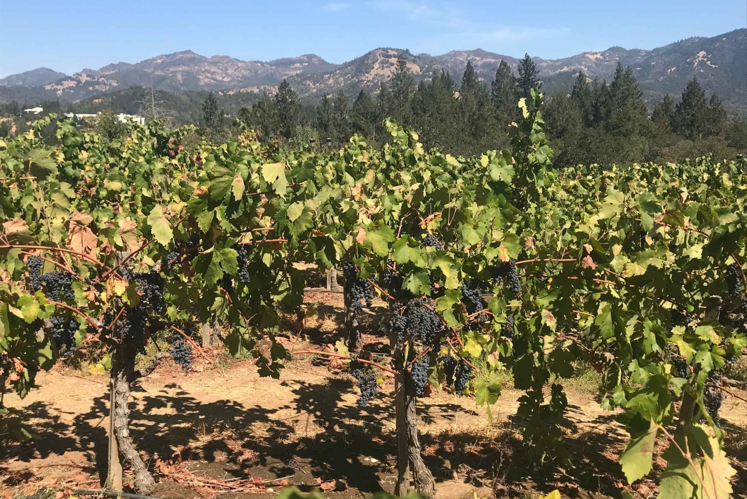 Guidet privat vintur til Napa og Sonoma Wine Country