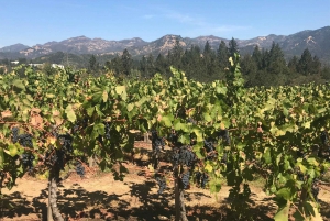 Tour enologico privato guidato a Napa e Sonoma Wine Country