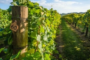 Guidet privat vintur til Napa og Sonoma Wine Country