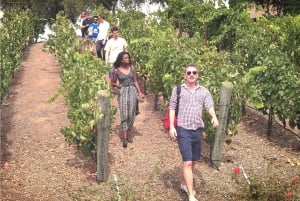 Guidet privat vintur til Napa og Sonoma Wine Country