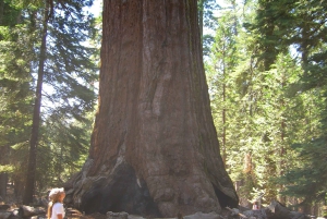 Las Vegas: Zuidwest USA Nationale Parken 11-daagse reis naar SF
