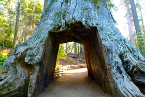 Las Vegas: Zuidwest USA Nationale Parken 11-daagse reis naar SF