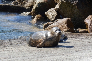 Visite touristique de la péninsule de Monterey, y compris 17 Mile Drive