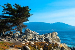 Visite touristique de la péninsule de Monterey, y compris 17 Mile Drive
