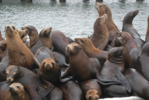 Visite touristique de la péninsule de Monterey, y compris 17 Mile Drive