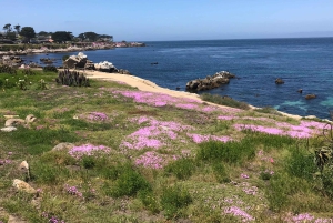Visite touristique de la péninsule de Monterey, y compris 17 Mile Drive
