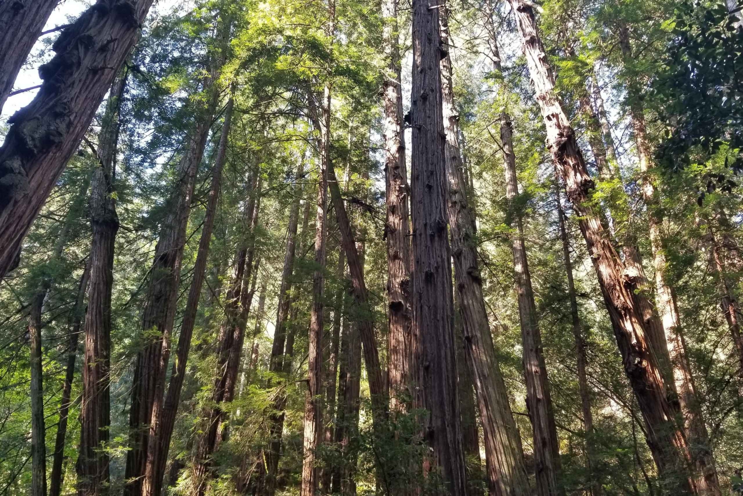 Muir Woods, Sausalito et retour en ferry à Fisherman's Wharf