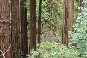 Muir Woods, Sausalito en veerboot terug naar Fisherman's Wharf