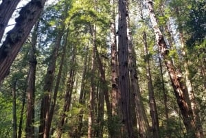 Muir Woods, Sausalito en veerboot terug naar Fisherman's Wharf