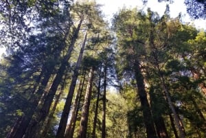 Muir Woods, Sausalito en veerboot terug naar Fisherman's Wharf