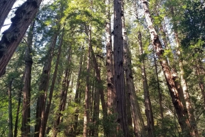 Muir Woods, Sausalito et retour en ferry à Fisherman's Wharf