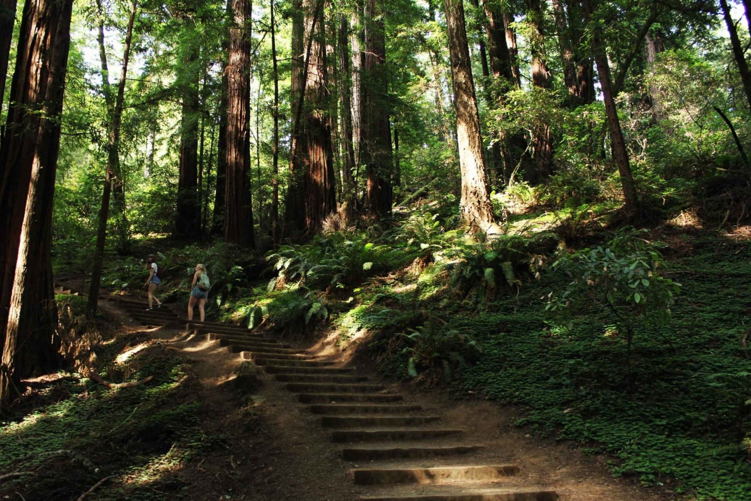 Besøk i Muir Woods og sykkeltur på Golden Gate Bridge
